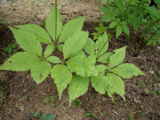 跡見群芳譜(野草譜 トチバニンジン)